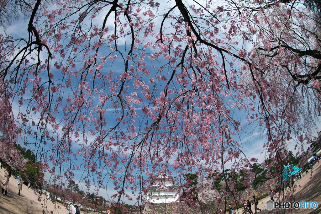 紅枝垂れ