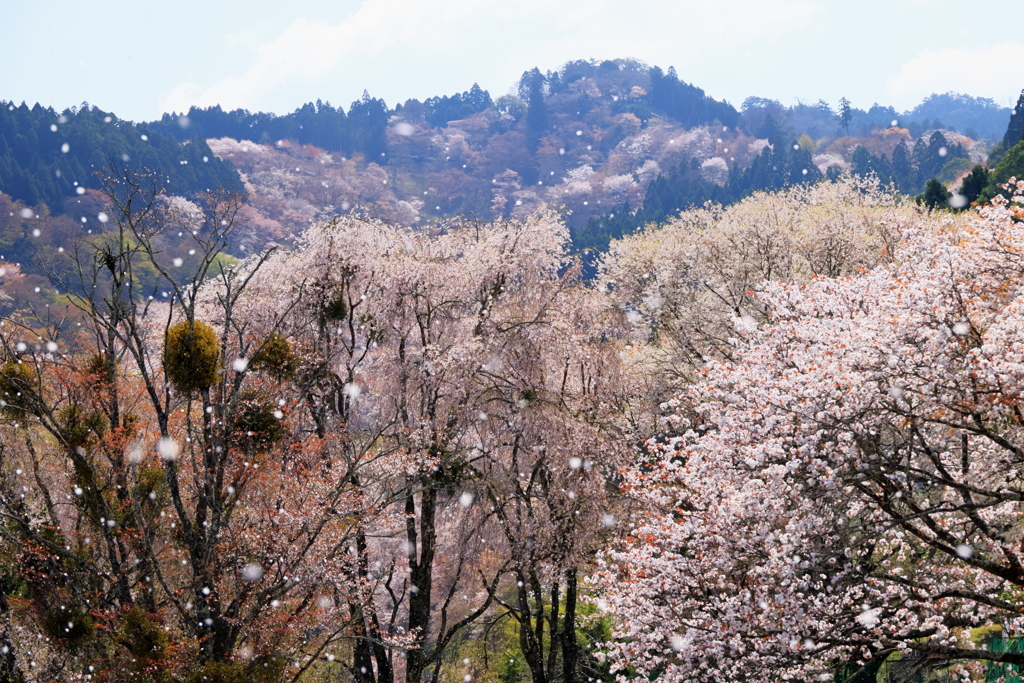 桜吹雪