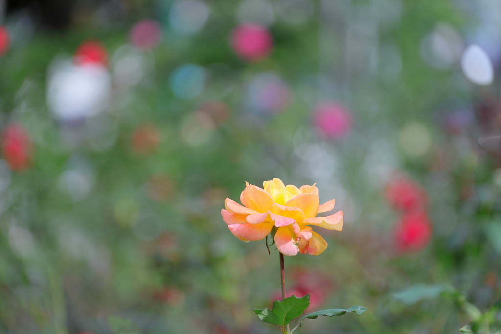 花壇の彩り