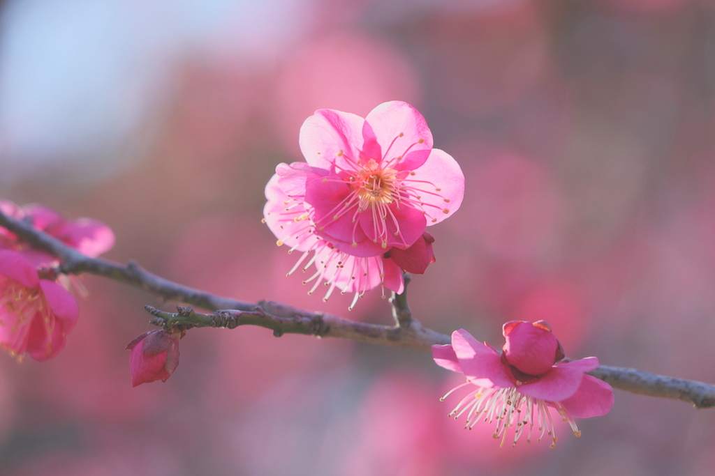 春の陽光
