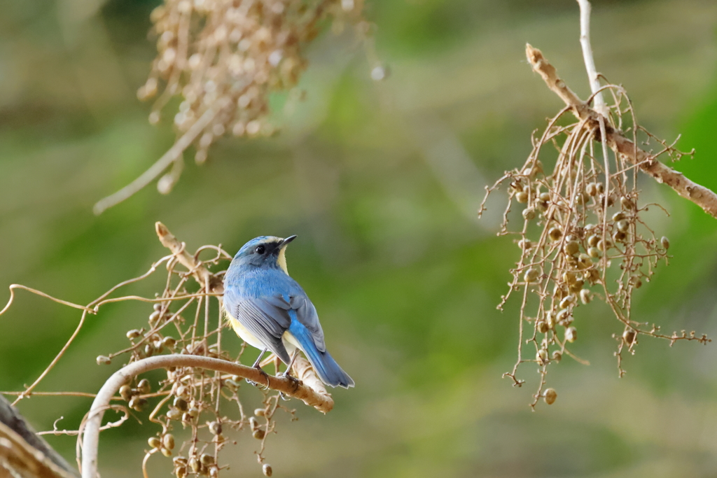 ヤマハゼの実を