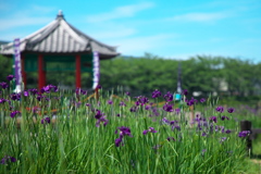 阿久比町　はなかつみ