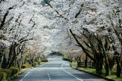 桜トンネル