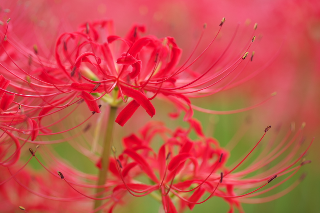 曼殊沙華 (2)