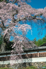 栖林寺のしだれ桜