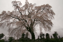 原間のイトザクラ