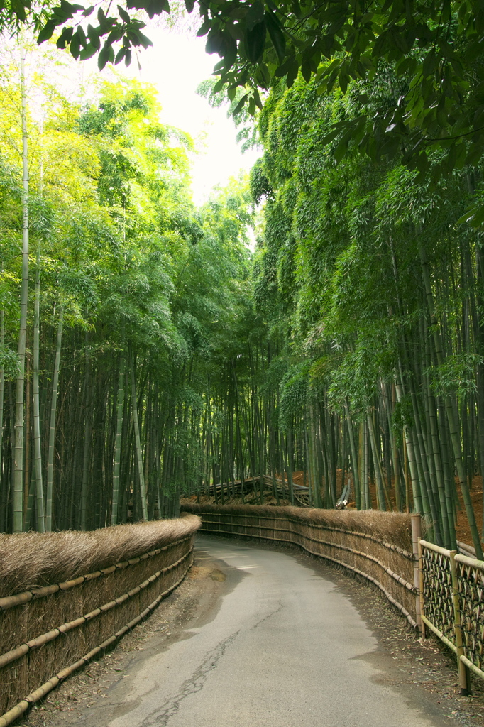 京都竹林