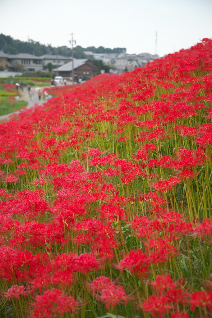 堤防満開　
