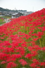 堤防満開　