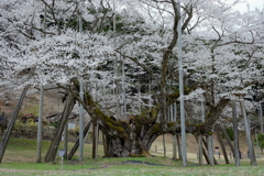 1500年の生命