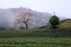 牛代の水目桜