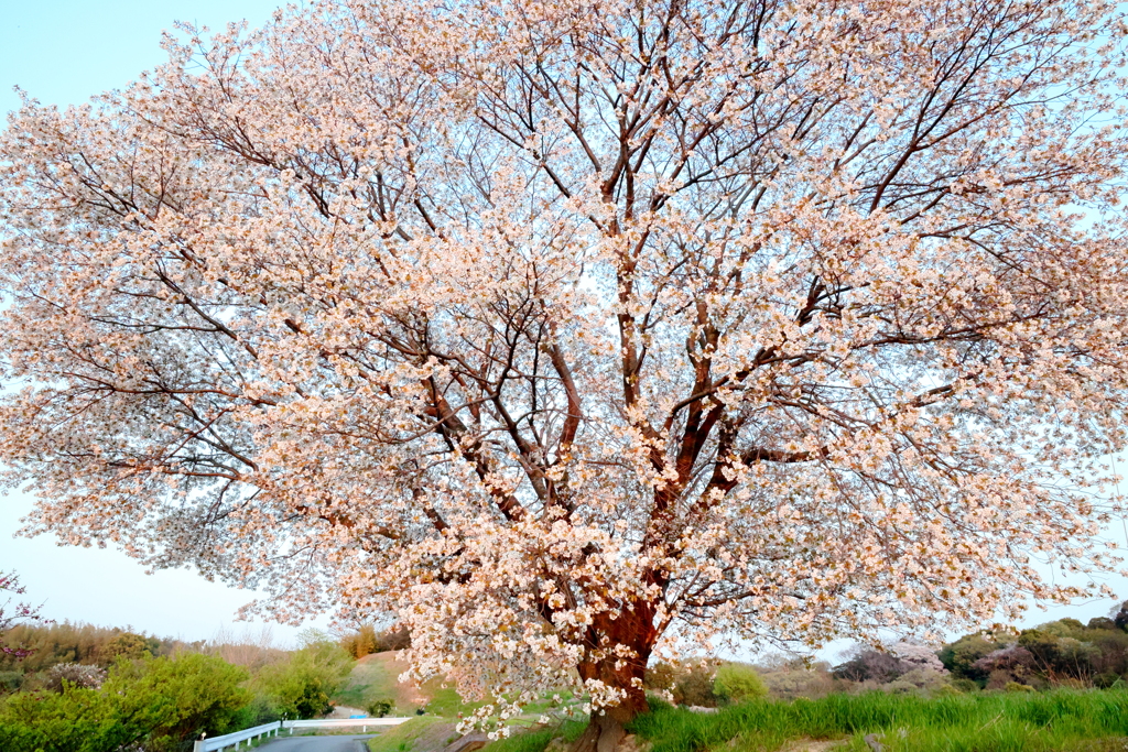 一本桜！