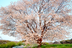 一本桜！