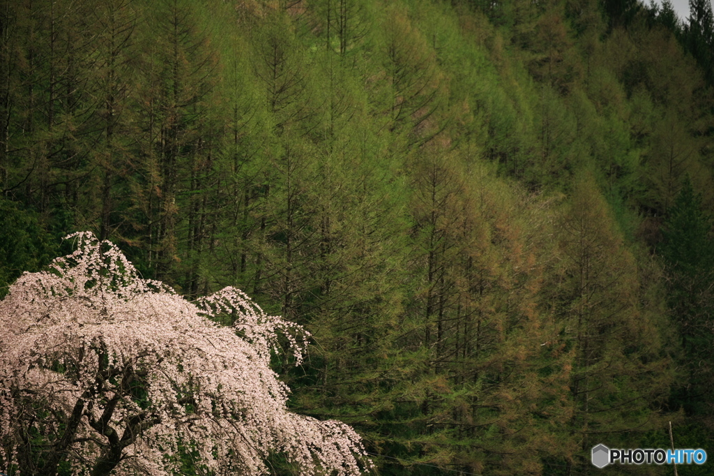 枝垂れ桜とカラマツの芽吹き