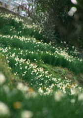 越前水仙（雪中花）の里