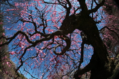 しだれ梅を見あげる