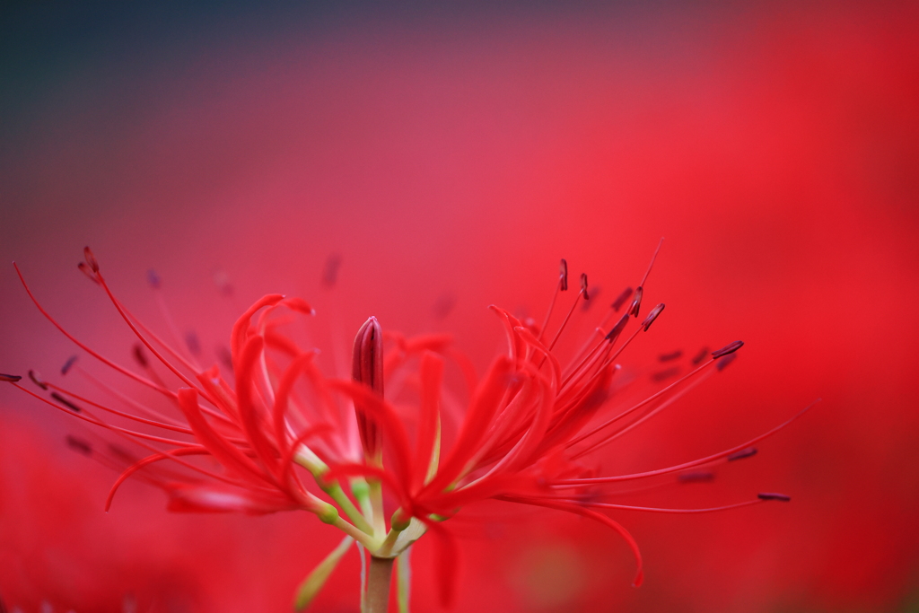 曼珠沙華