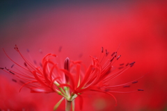 曼珠沙華