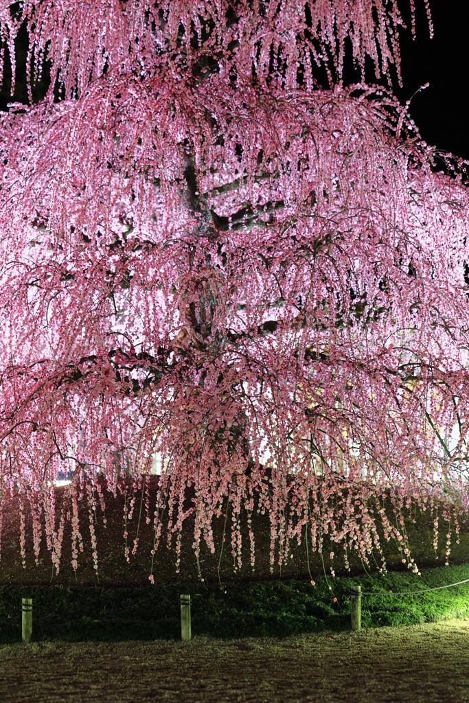 鈴鹿の森