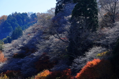 朝日に