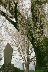 原間のイトザクラ