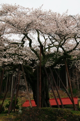 本郷の千年桜