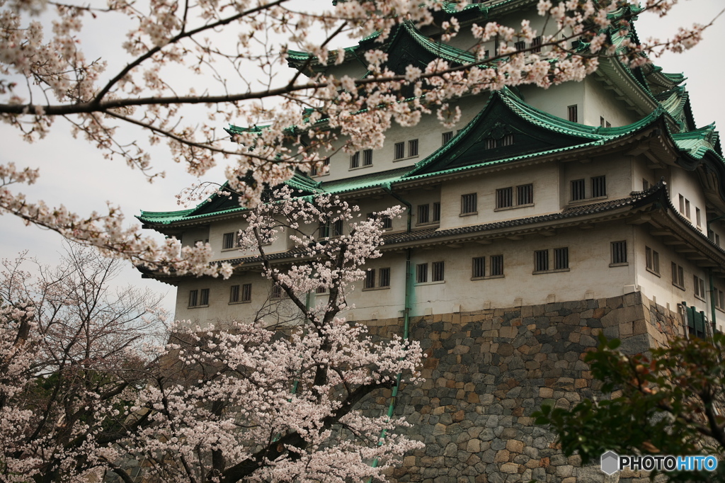 北側桜花