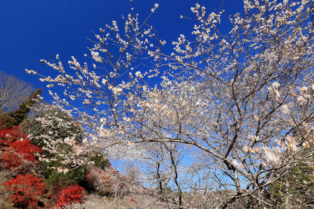 冬桜