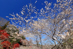 冬桜