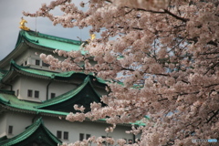 桜満開