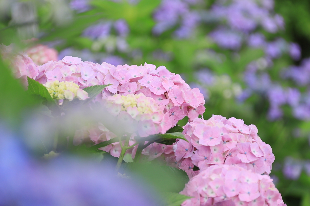 あじさい寺三河本光寺