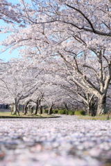 桜道