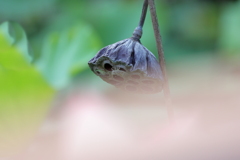 朽ちる