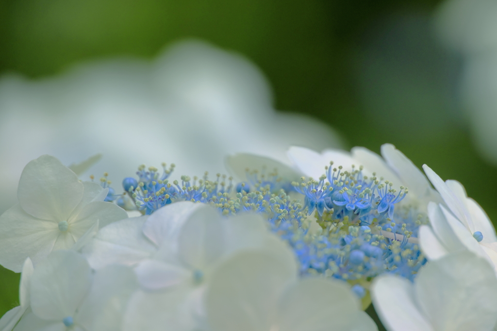 あじさいの花