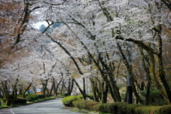 桜トンネル