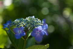 本光寺のあじさい