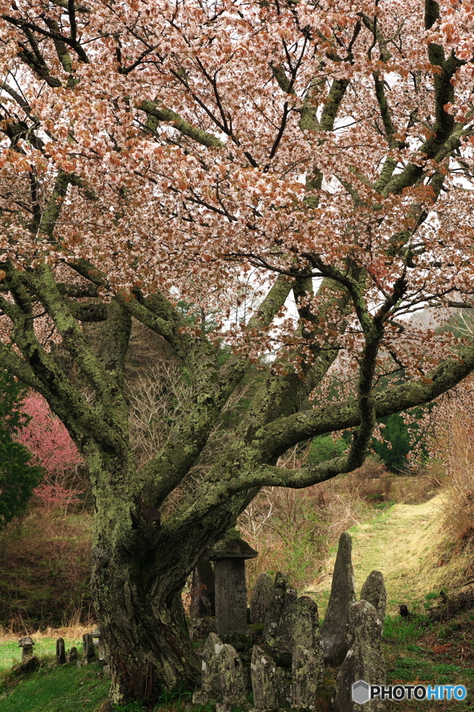 木祖村　塚の山桜