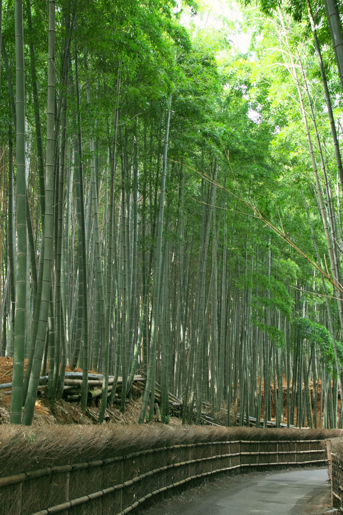 竹林の道