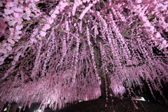 鈴鹿の森