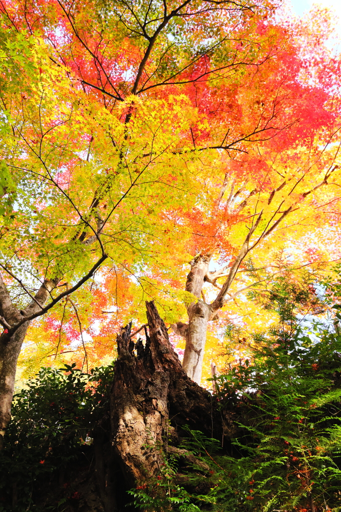 湖南三山　善水寺