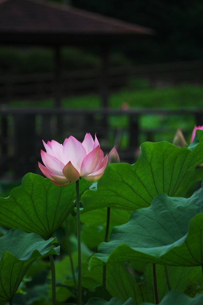 星名池