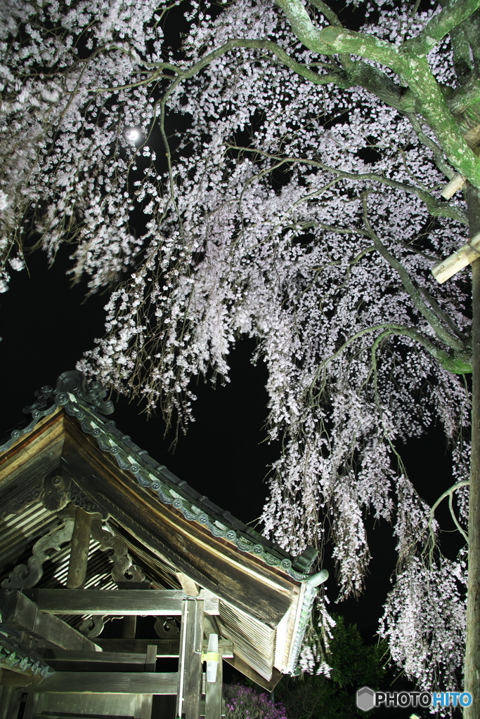 増泉寺の大しだれ桜