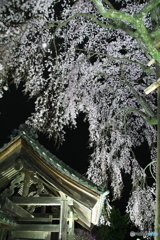 増泉寺の大しだれ桜