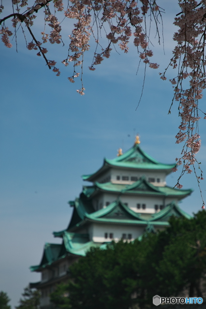 枝垂れ桜
