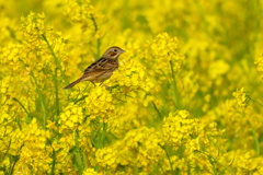 菜の花畑
