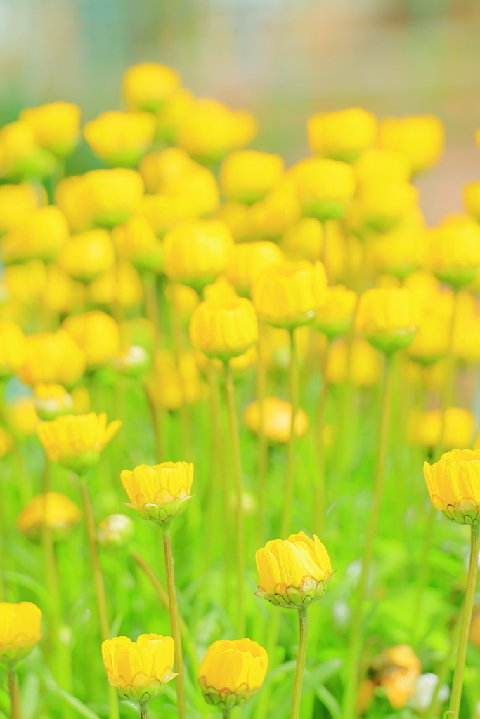 開花を閉じてしまった