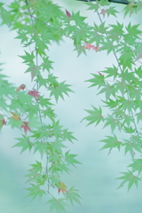 いろはもみじ