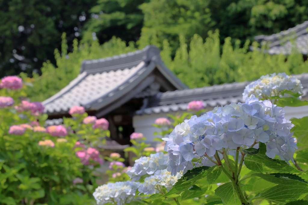 本光寺