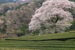 茶畑と水目桜