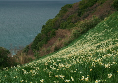 越前水仙（雪中花）の里